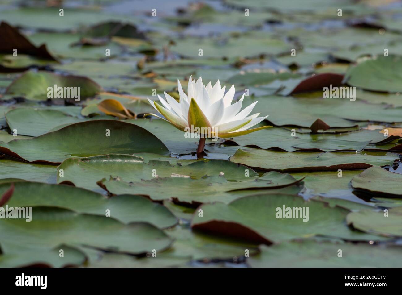 Una sola planta de lirio acuático de agua blanca sacando el agua en un  estanque rodeado de verdes lirios Fotografía de stock - Alamy
