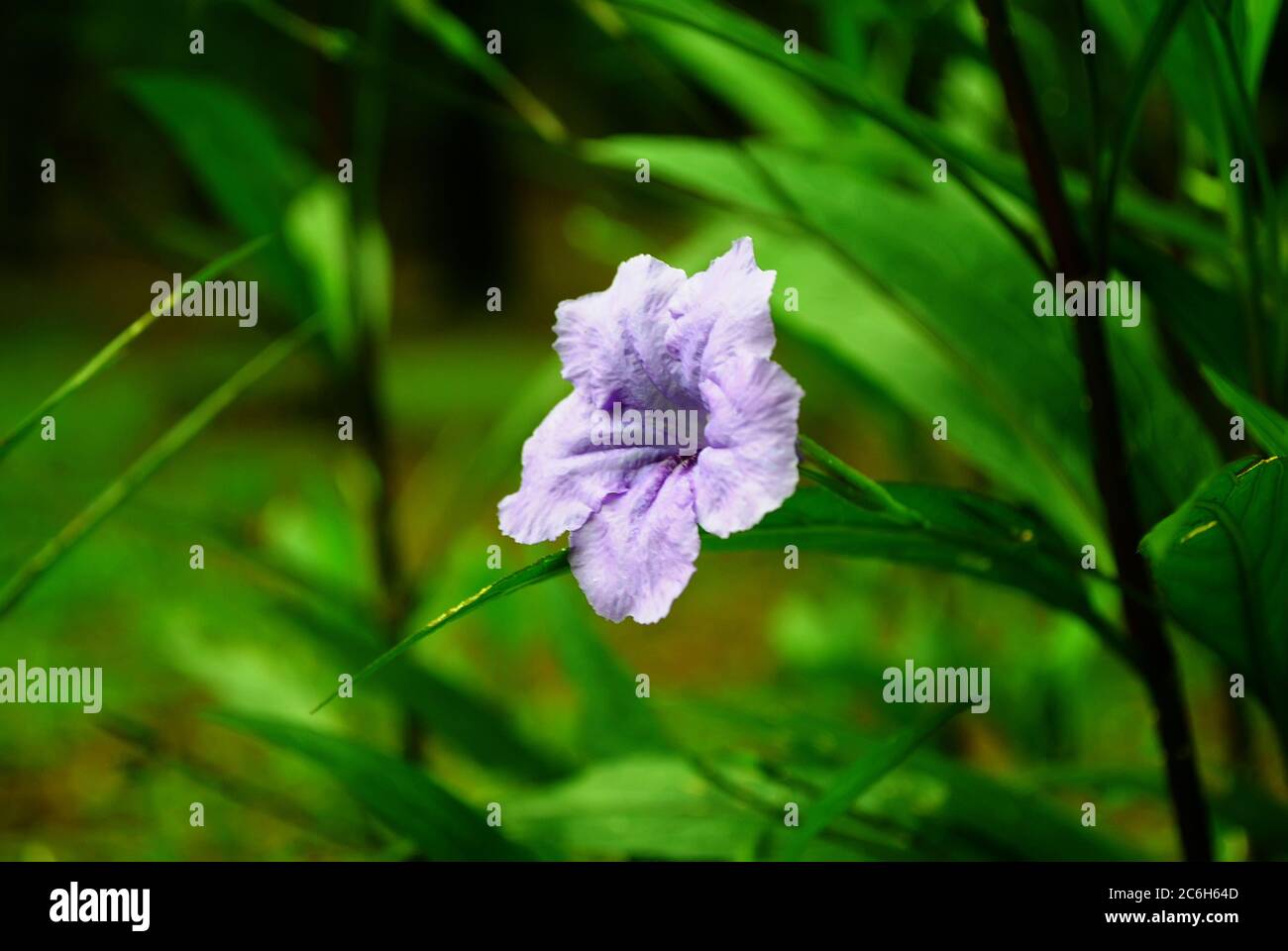 Flores de primer plano de Ruelia simple, petunia mexicana, aránel mexicano,  Britton petunia (Ruelia angustifolia) florecen en el jardín Fotografía de  stock - Alamy