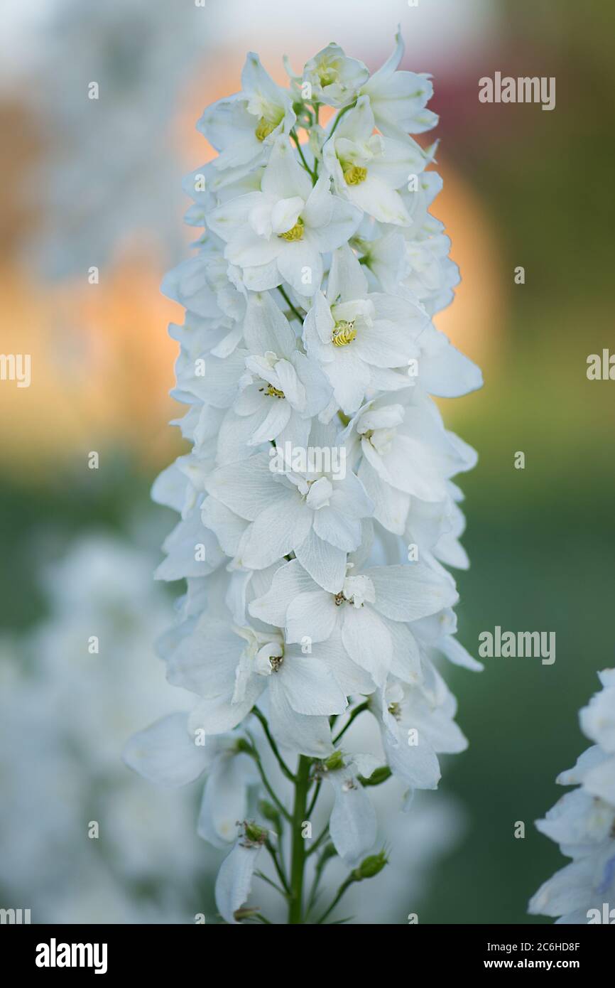Campo con hermosas flores. Flores blancas de delfinio en jardín orgánico. Flores  blancas de delfinio. Flores dobles de Delphinium en flor Fotografía de  stock - Alamy