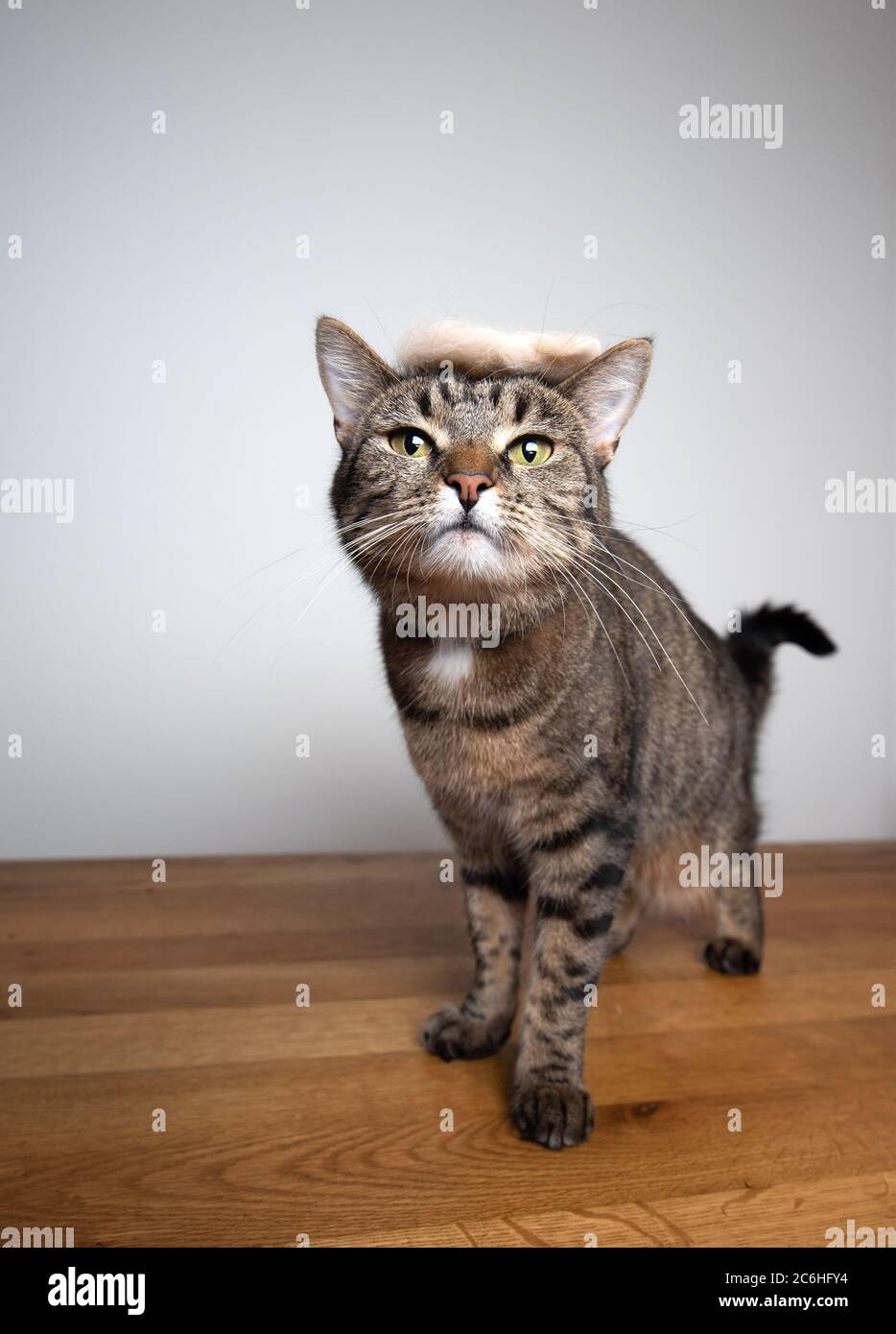 gato tabby usando una peluca que parece un poco como donald trumes pelo  pedazo de otro gato pelaje Fotografía de stock - Alamy