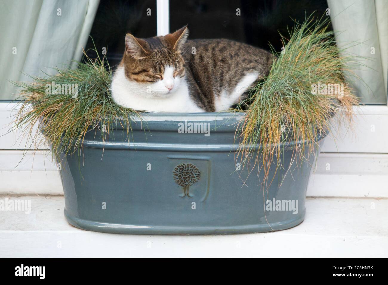 Joven gato sentado rondando, durmiendo, y aplastando las plantas en la caja de la ventana en el alféizar. La caja de la ventana es a prueba de heladas pero no a prueba de gatos. Inglaterra Reino Unido (116) Foto de stock