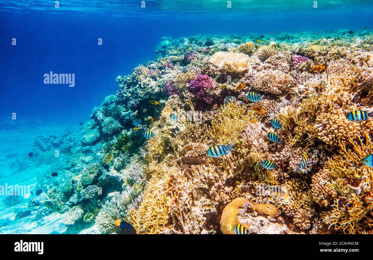 Arrecifes de coral, maravilloso mundo submarino Foto de stock