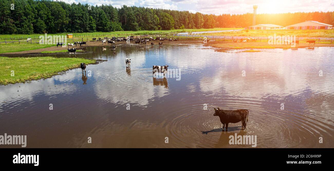 Vista aérea de vacas pastoreo de rebaños en campo de pasto, vista superior drone pov, en campo de pasto estas vacas se utilizan generalmente para la producción de lácteos. Foto de stock