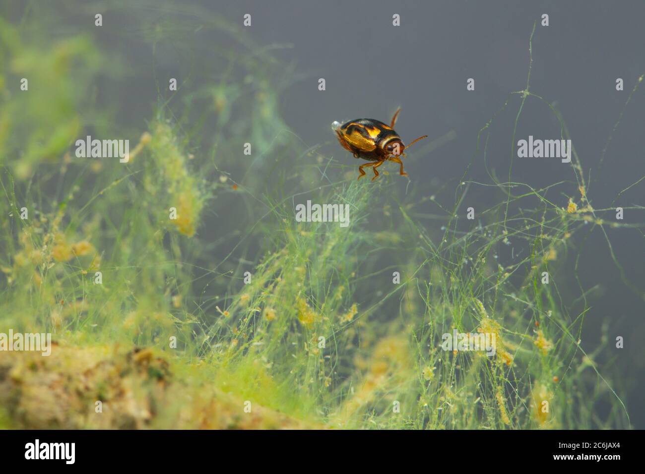 Escarabajo de buceo (Hygrotus inaequalis) Foto de stock
