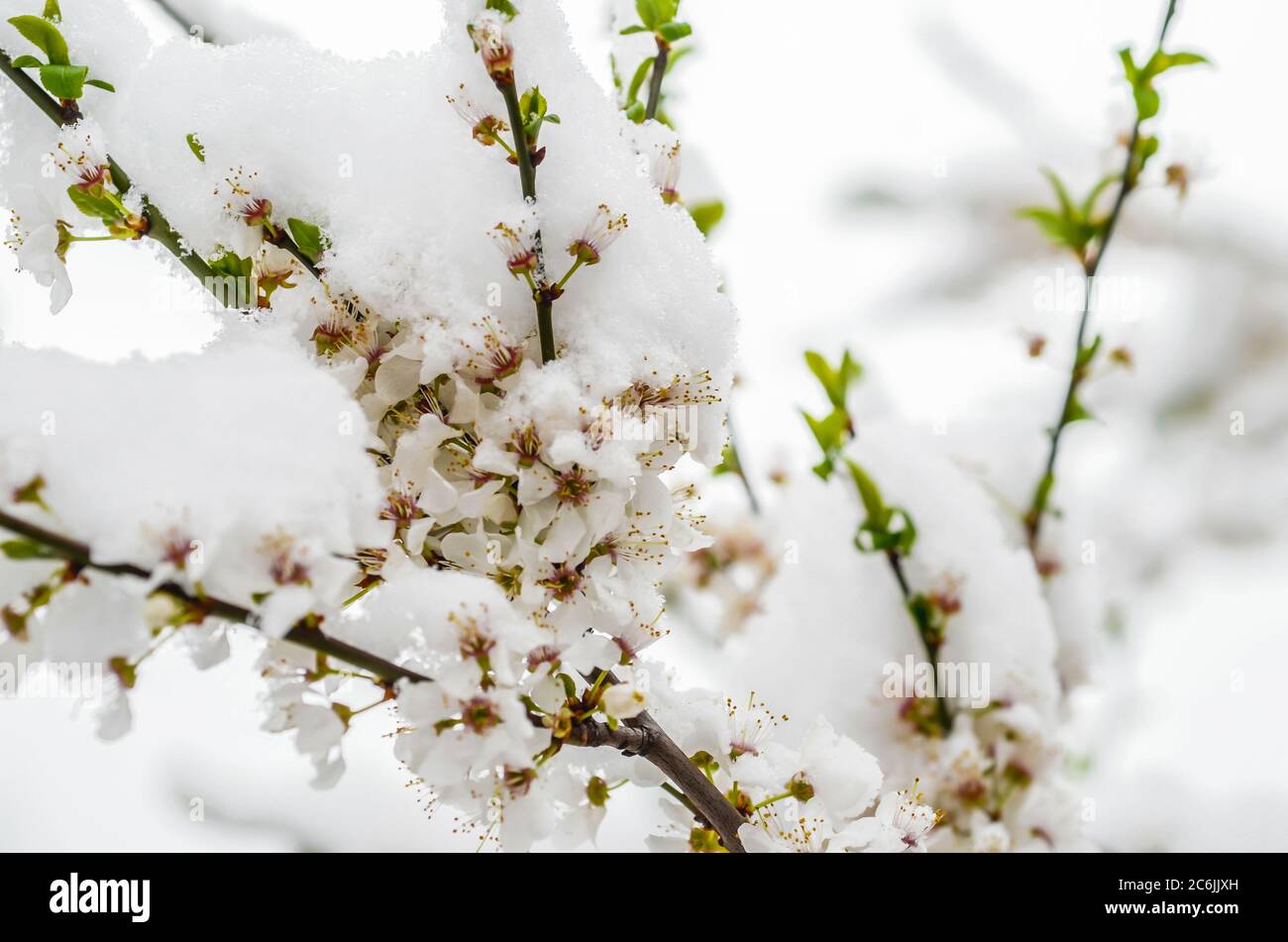 La nieve cae en la primavera y los cerezos en flor, enfoque selectivo Foto de stock