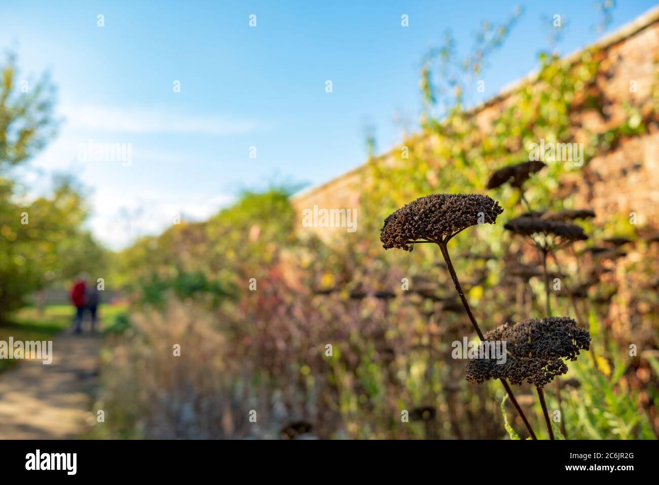 Vista de foco poco profundo de hermosas flores rojas que crecen en un lecho de flores adyacente a un jardín amurallado. Se puede ver un camino que conduce a un área cubierta de hierba. Foto de stock