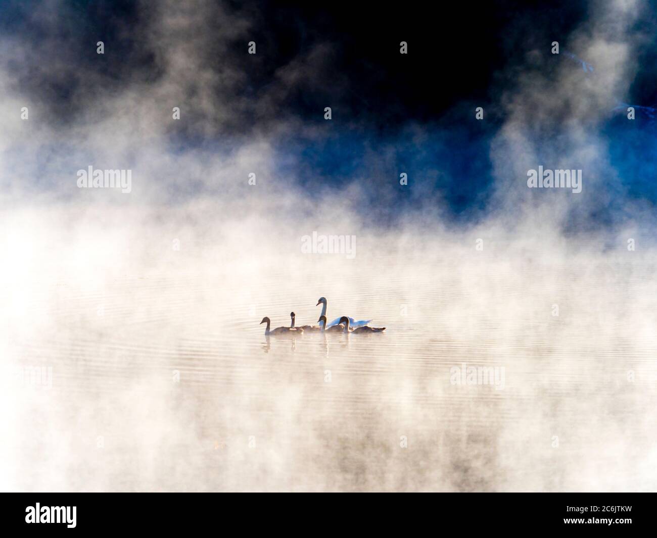 La familia cisne al amanecer en el lago Mrzla vodica en Croacia Europa Foto de stock