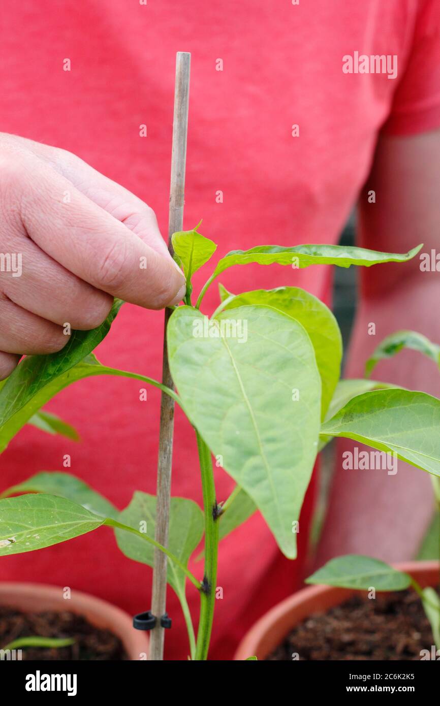 Poda de 'jalapeno temprano' de Capsicum annuum. Pellizcar el