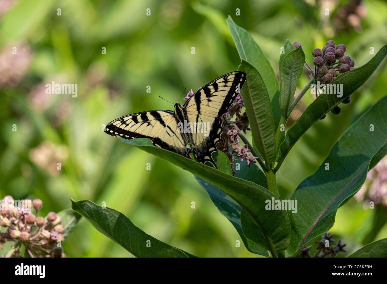 Mariposa de la cola de cisnes del este (cola de cisnes amarilla) en una flor de la miga Foto de stock