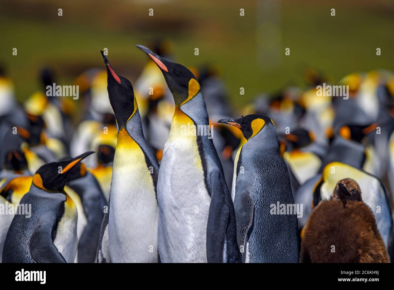 Pingüino rey (Aptenodytes patagonicus), punto Voluntario, este de las Islas Malvinas Foto de stock