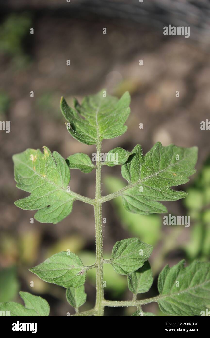 Planta De Tomate Bebe Fotos E Imagenes De Stock Alamy Planta De Tomate Bebe Fotos E Imagenes De Stock Alamy