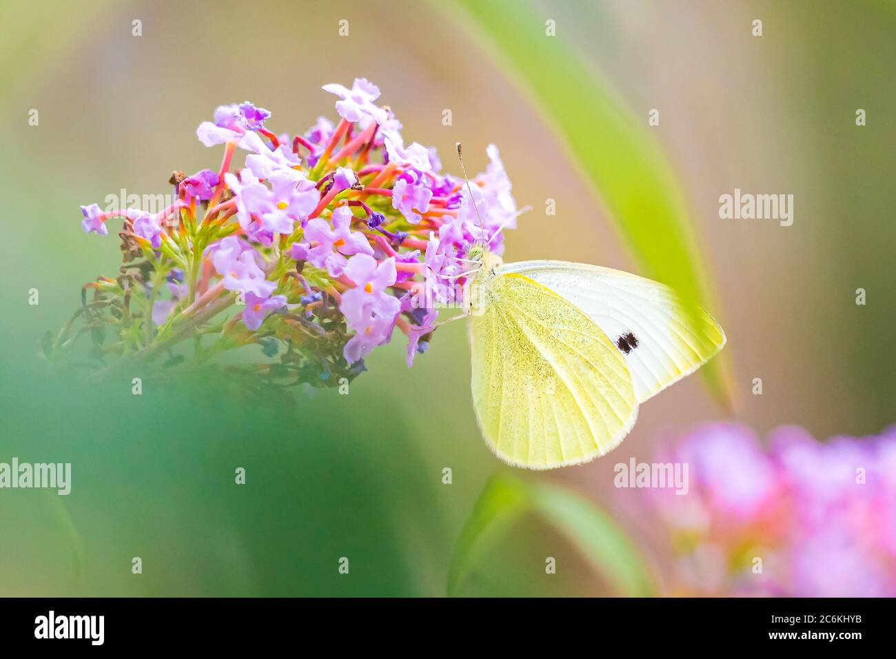 Pieris rapae mariposas blancas pequeñas alimentando el néctar de las flores de color rosa púrpura en una colorida pradera. La luz natural del sol brillante, colores vibrantes, selectiva fo Foto de stock