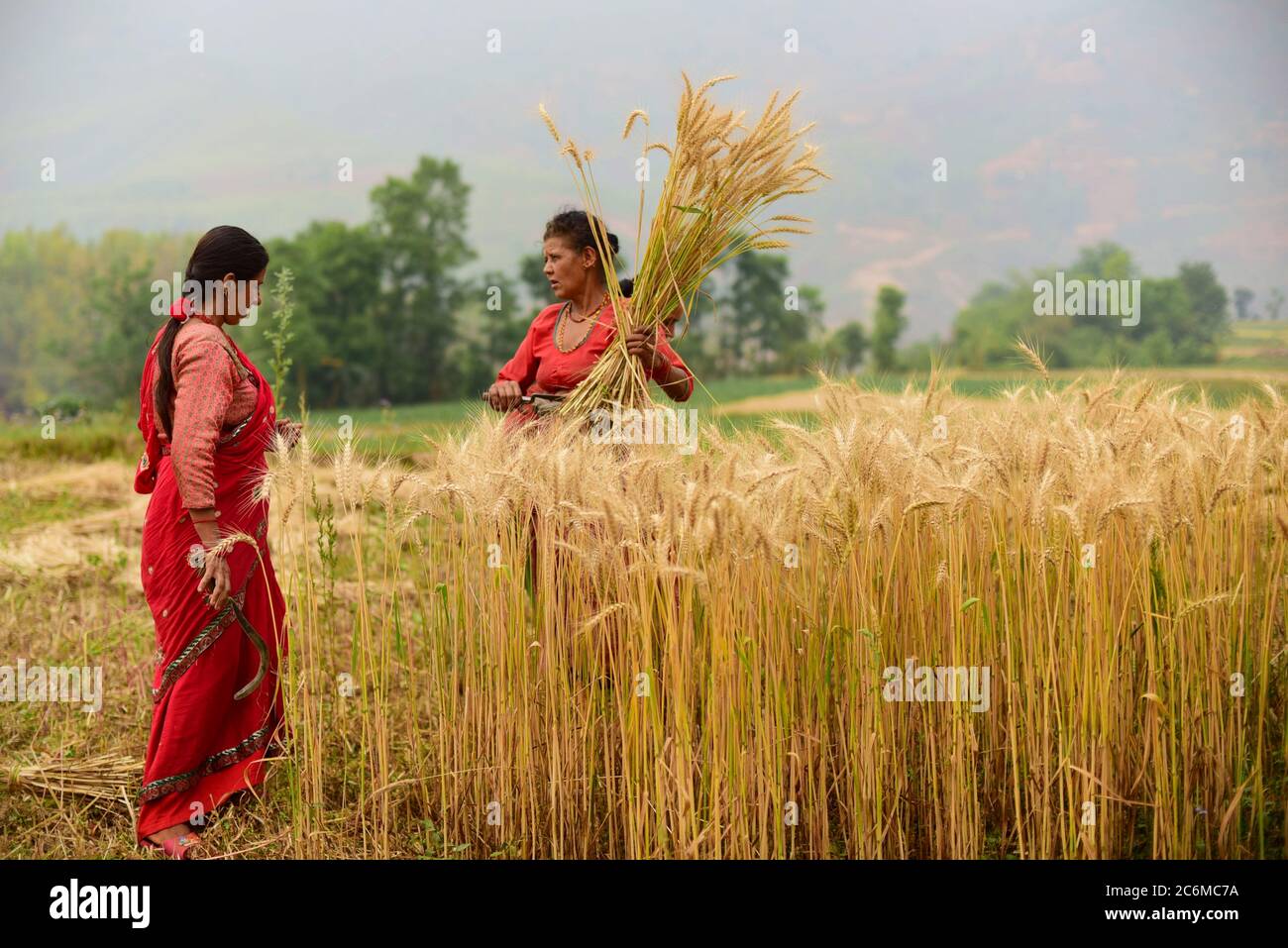 Mujeres agricultoras que cosechan trigo en un campo agrícola del distrito de Kavrepalanchok, Nepal. Foto de stock
