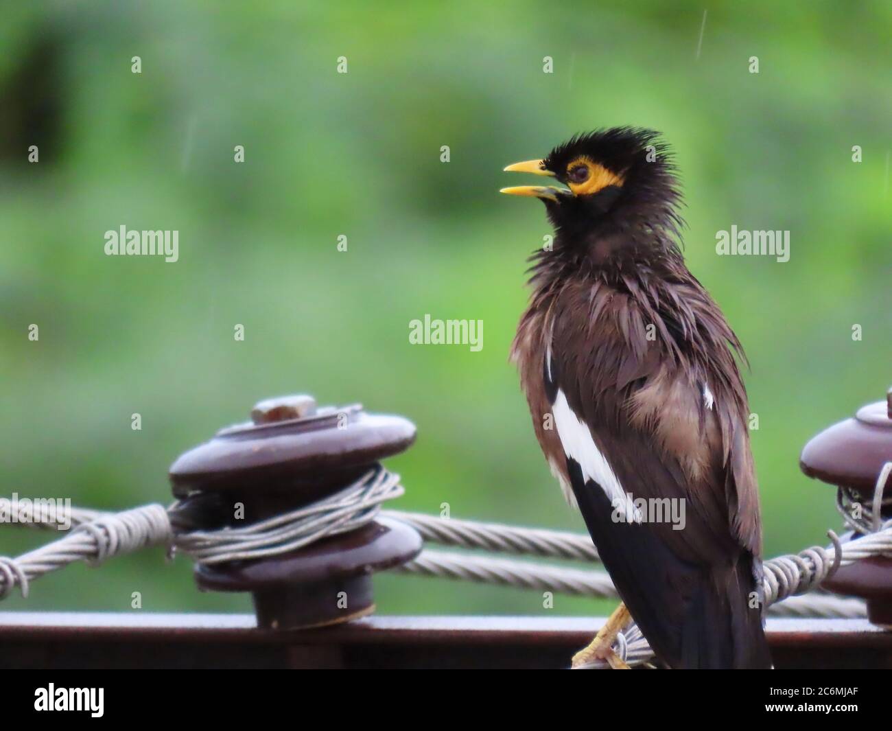 Myna pájaro sentado en alambre eléctrico empapado en lluvia Foto de stock
