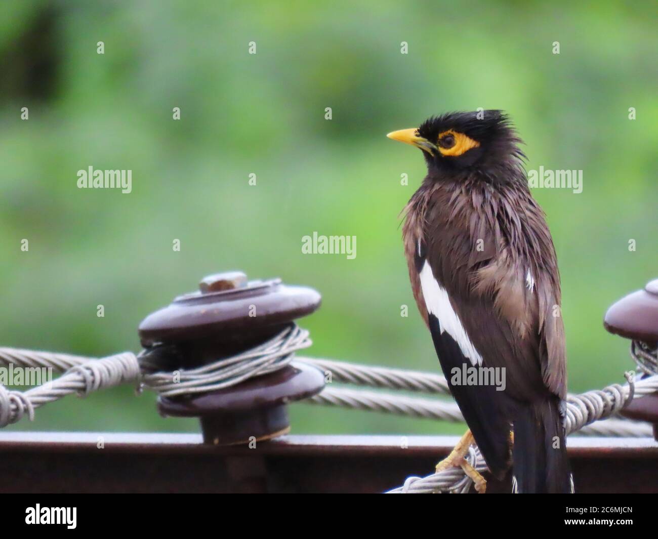 Cerca de Myna pájaro sentado en alambre eléctrico empapado en lluvia Foto de stock