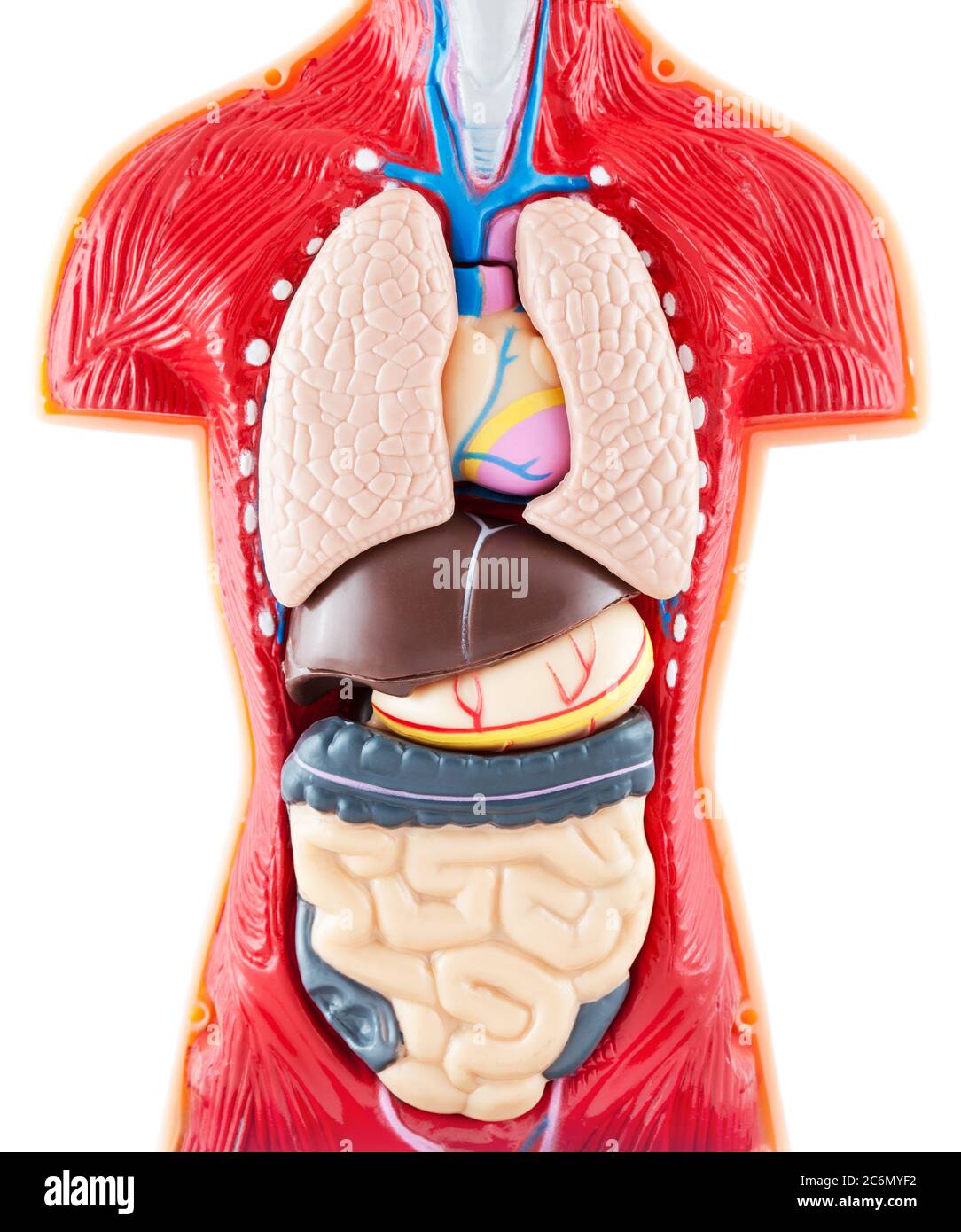 Modelo de Anatomía humana - órganos internos sobre fondo blanco Fotografía  de stock - Alamy