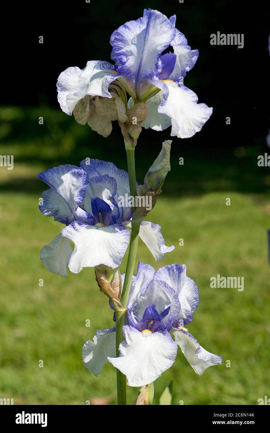 Iris tracerías 'Snow', azul y blanco flores amarillas sobre un alto iris barbado en un jardín de plantas perennes con rizomas subterráneos. Mayo Foto de stock