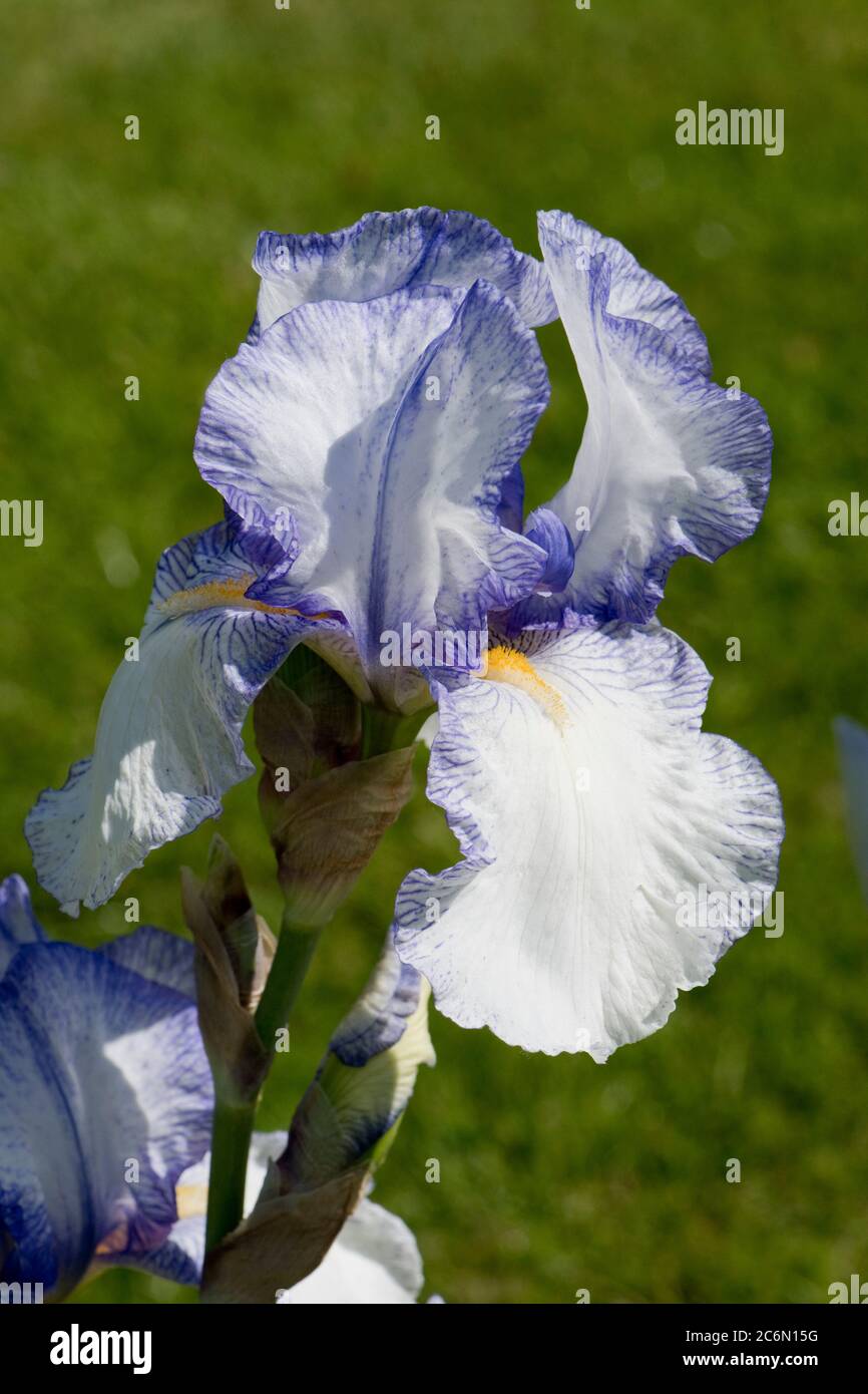 Iris tracerías 'Snow', azul y blanco flores amarillas sobre un alto iris barbado en un jardín de plantas perennes con rizomas subterráneos. Mayo Foto de stock