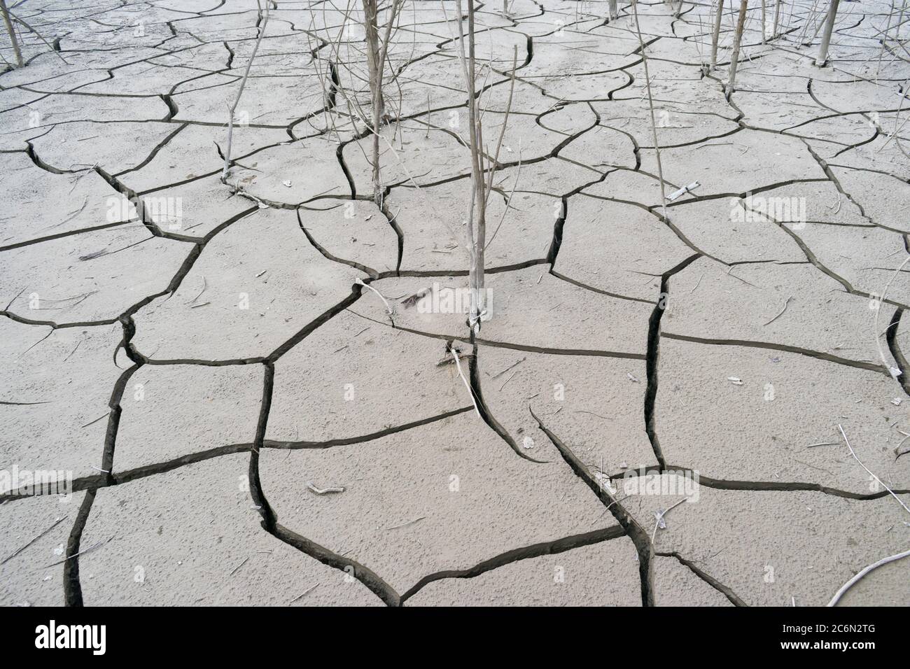 Área natural completamente seca con grietas en el suelo y árboles muertos. Foto de stock