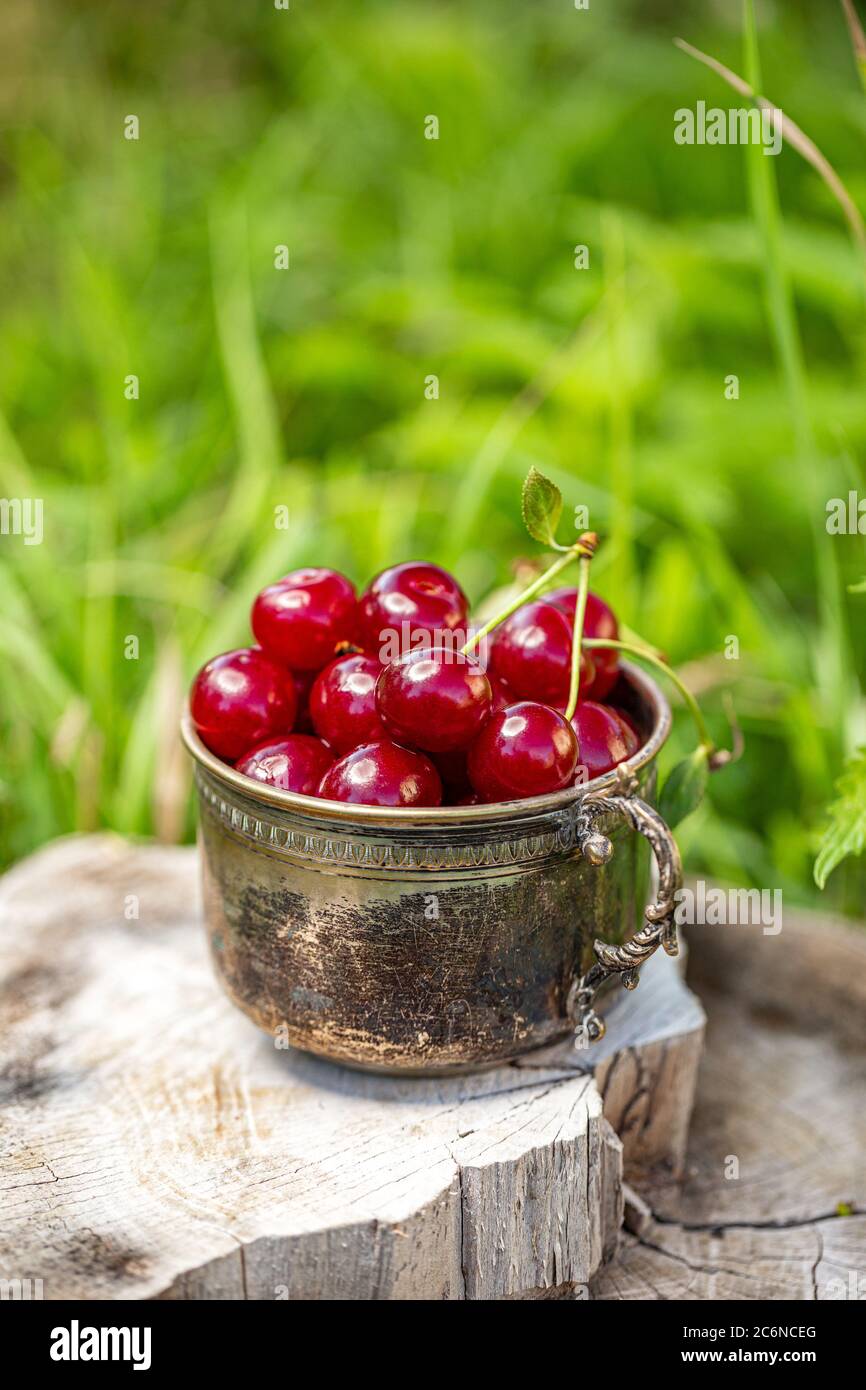 Cerezas frescas agrias de la granja en taza vintage, tiro al aire libre Foto de stock