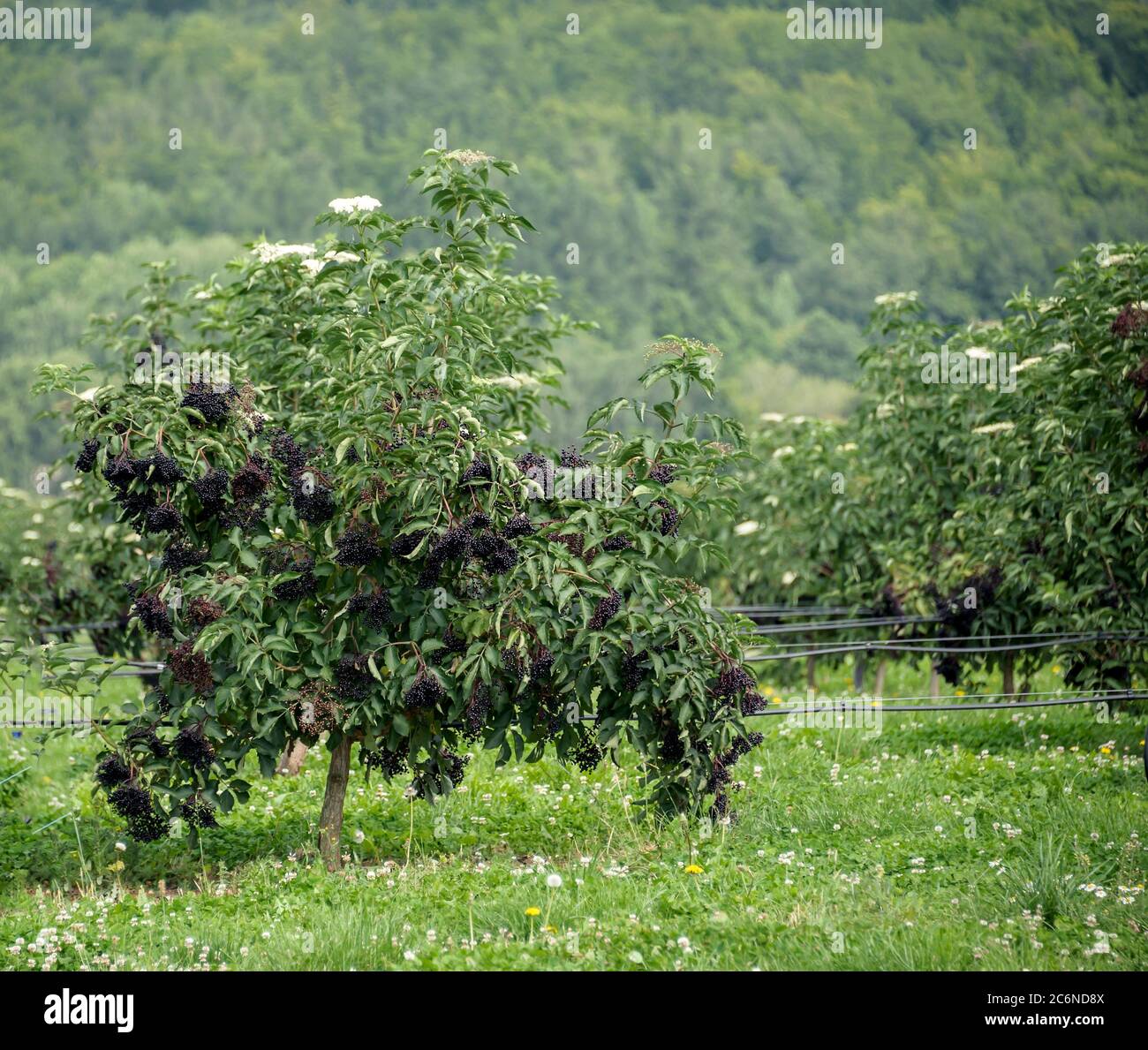 Schwarzer Holunder Sambucus nigra Haschberg, Negro de la arándano Sambucus nigra Haschberg Foto de stock