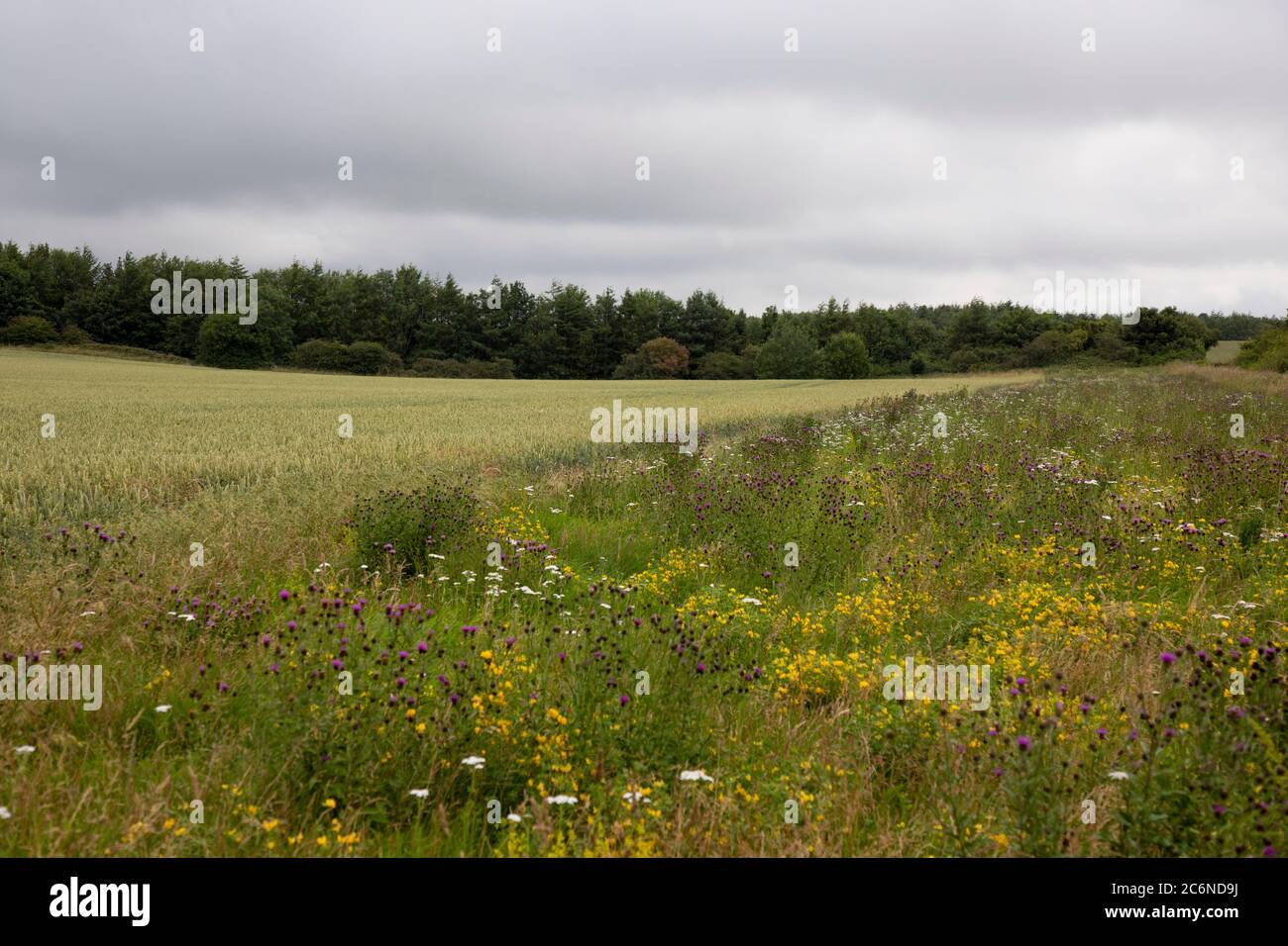 Margen de campo de flores silvestres en verano Foto de stock