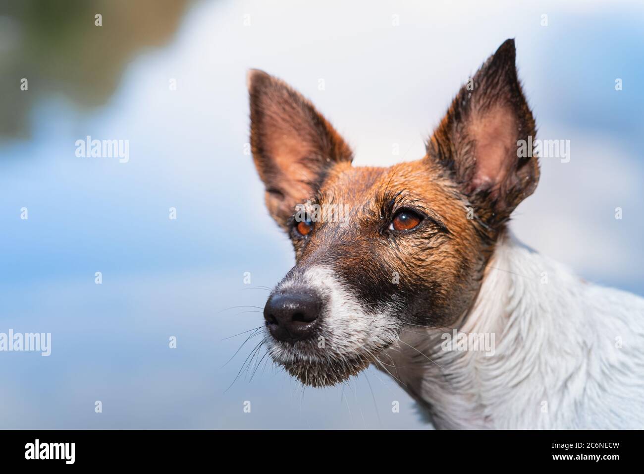 Primer plano retrato de un perro húmedo y suave del zorro. La cabeza de un cachorro después de nadar, luz natural de sol escena Foto de stock