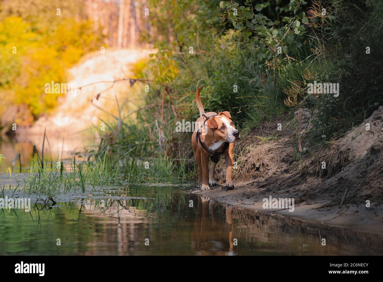 Perro en una hermosa escena natural en verano. Staffordshire terrier mut caminando por el río, tiro de teleobjetivo Foto de stock