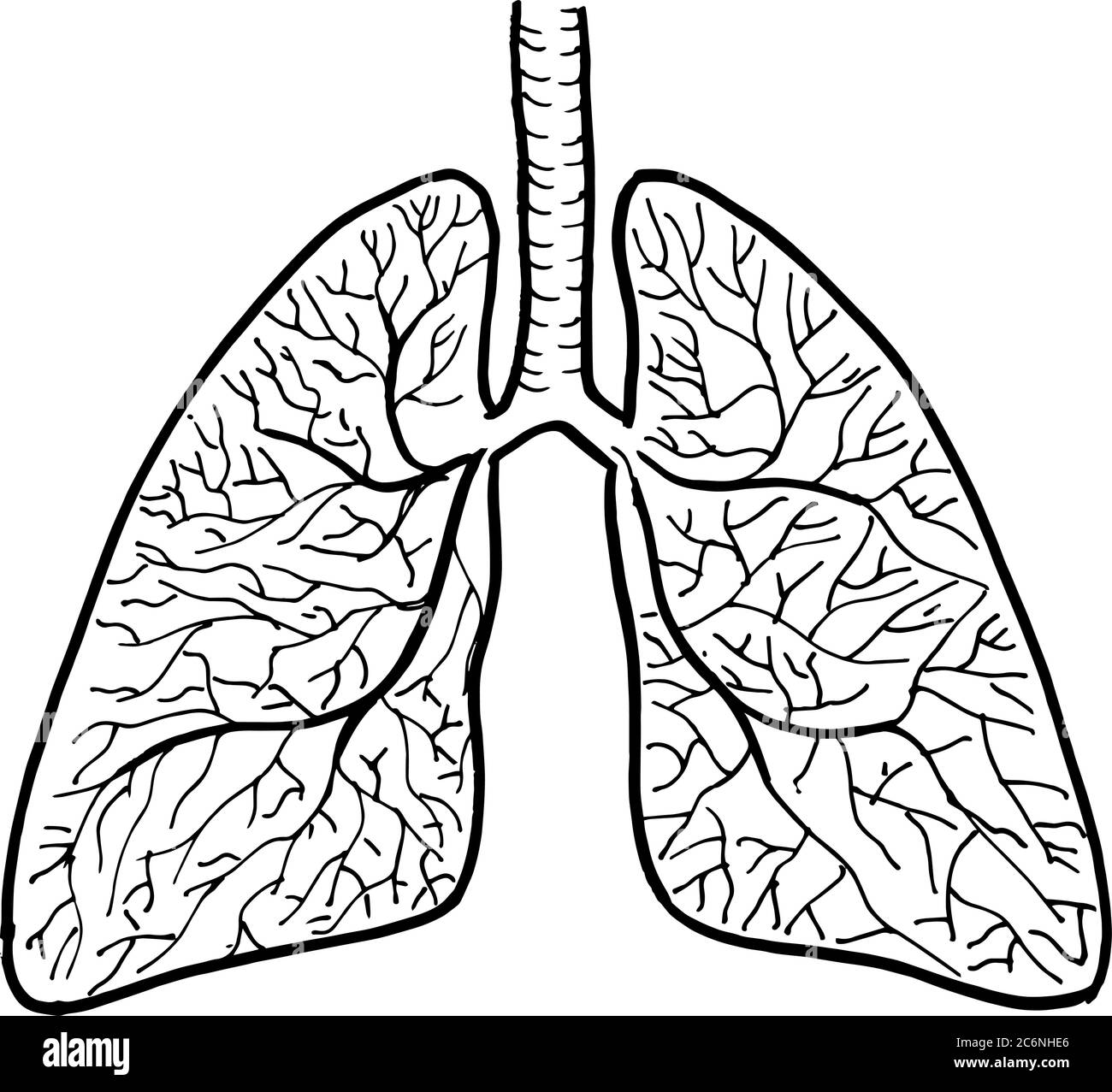 Contorno vector dibujo de contorno de órgano de los pulmones humanos. Plantilla editable de diseño médico Ilustración del Vector