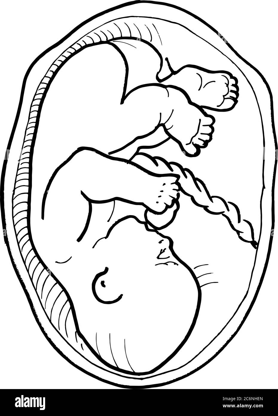 Contorno vector dibujo del embrión humano. Plantilla editable de diseño médico Ilustración del Vector