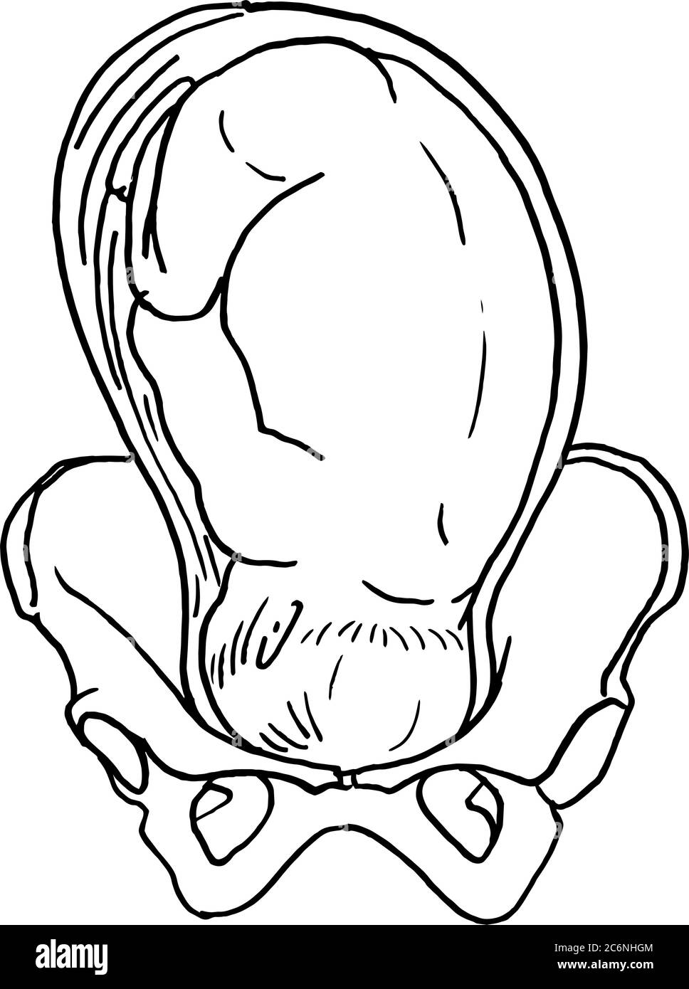 Contorno vector dibujo del embrión humano. Plantilla editable de diseño médico Ilustración del Vector
