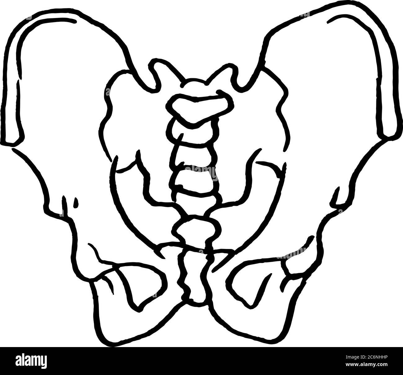 Contorno vector dibujo de los huesos de la pelvis humana. Plantilla editable de diseño médico Ilustración del Vector