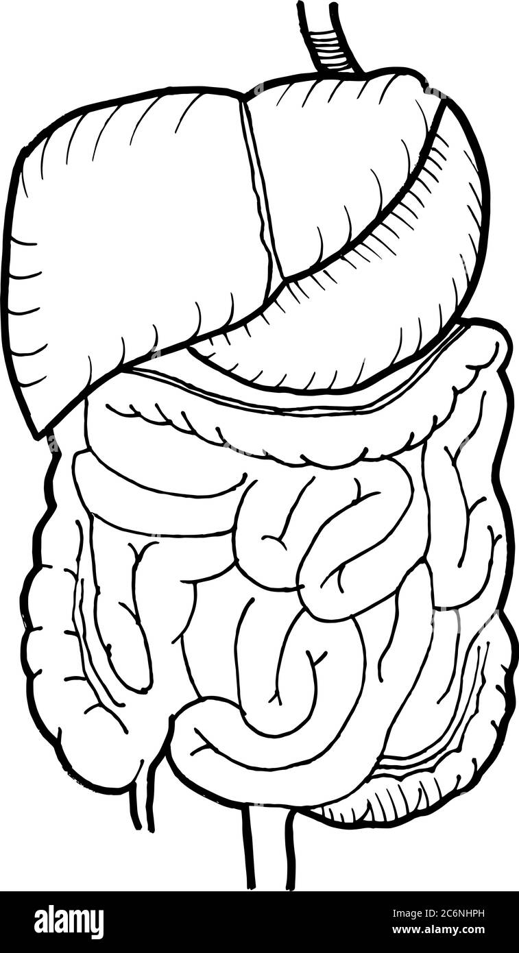 Contorno vector dibujo de contorno del intestino humano y órgano hepático. Plantilla editable de diseño médico Ilustración del Vector