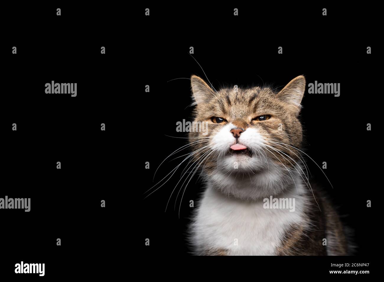 tabby blanco gato británico shortair pegando la lengua delante de fondo negro con espacio de copia Foto de stock