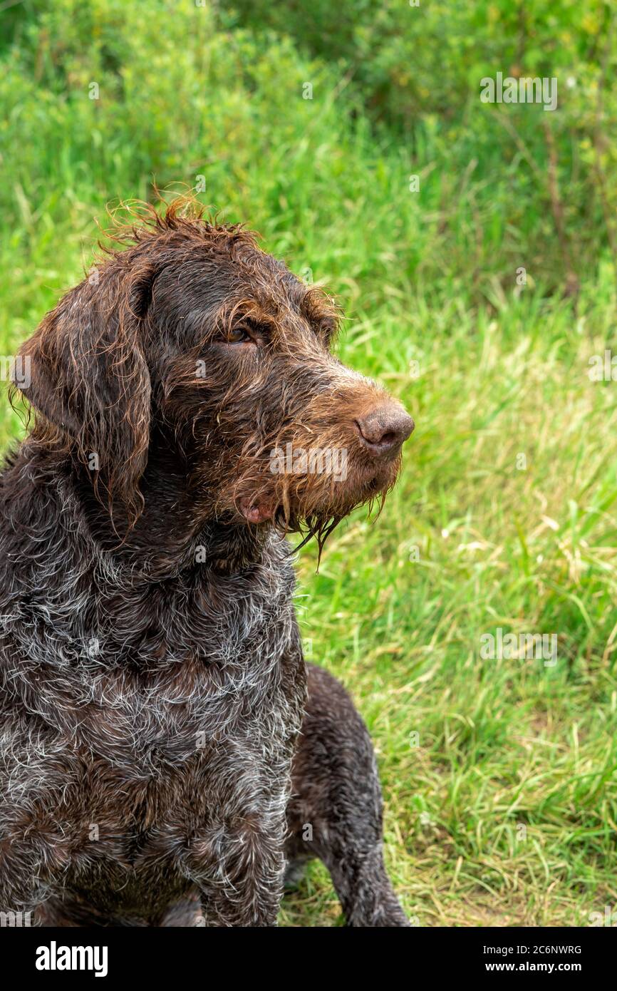 retrato de primer plano de un perro de edad de drahthaar con pelo gris  Fotografía de stock - Alamy