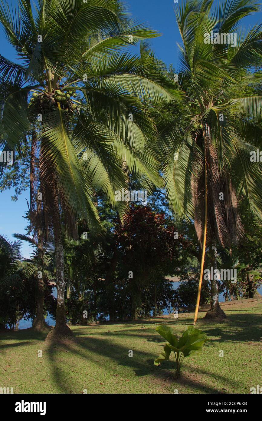 Palmeras de coco en la orilla del Río San Carlos cerca de Boca tapada en Costa Rica, Centroamérica Foto de stock