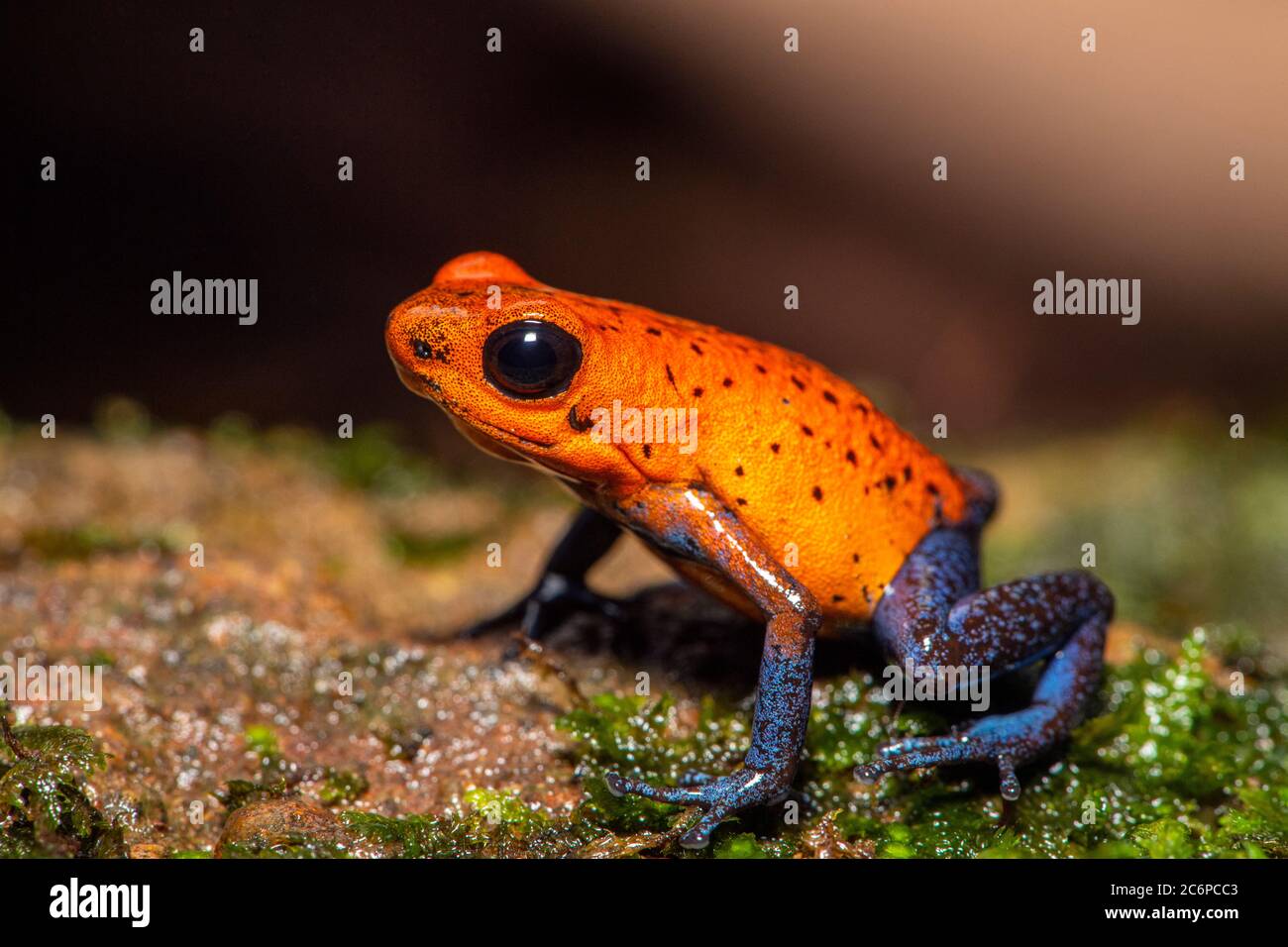 Blue-jeans Frog o Strawberry Envenenosa-dardo Frog (Dendrobates pumilio), Frogs Heaven, Limón, Costa Rica Foto de stock