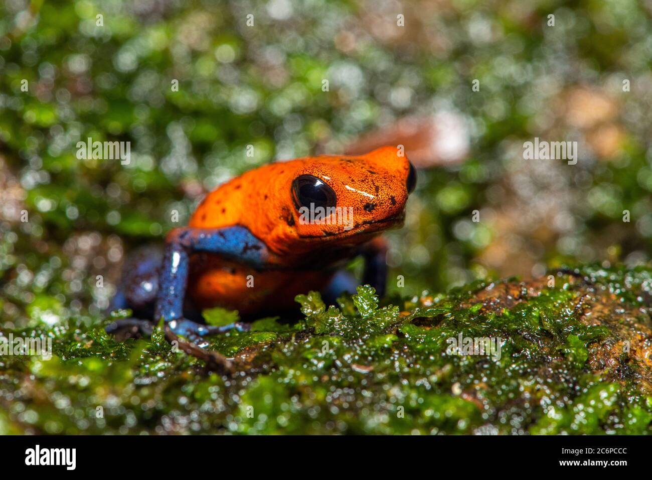 Blue-jeans Frog o Strawberry Envenenosa-dardo Frog (Dendrobates pumilio), Frogs Heaven, Limón, Costa Rica Foto de stock