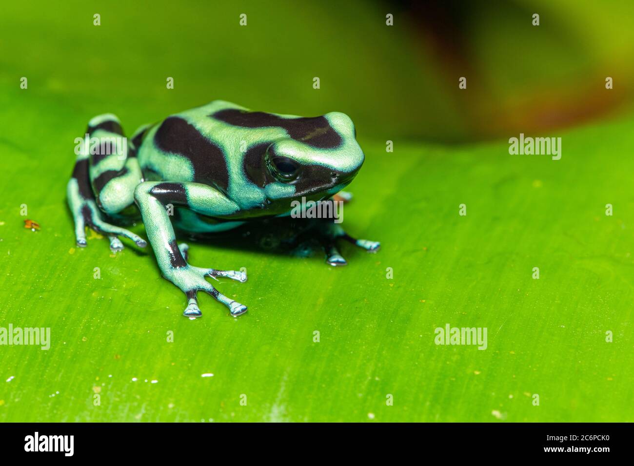 Rana verde y negra de dardo venenoso (Dendrobates auratus), Frogs Heaven, Limón, Costa Rica Foto de stock
