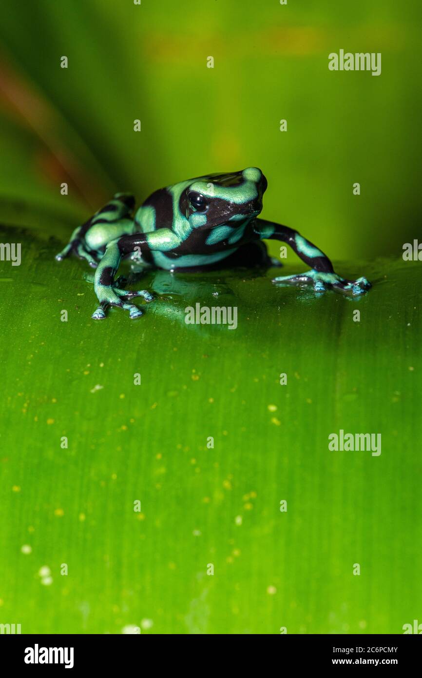 Rana verde y negra de dardo venenoso (Dendrobates auratus), Frogs Heaven, Limón, Costa Rica Foto de stock