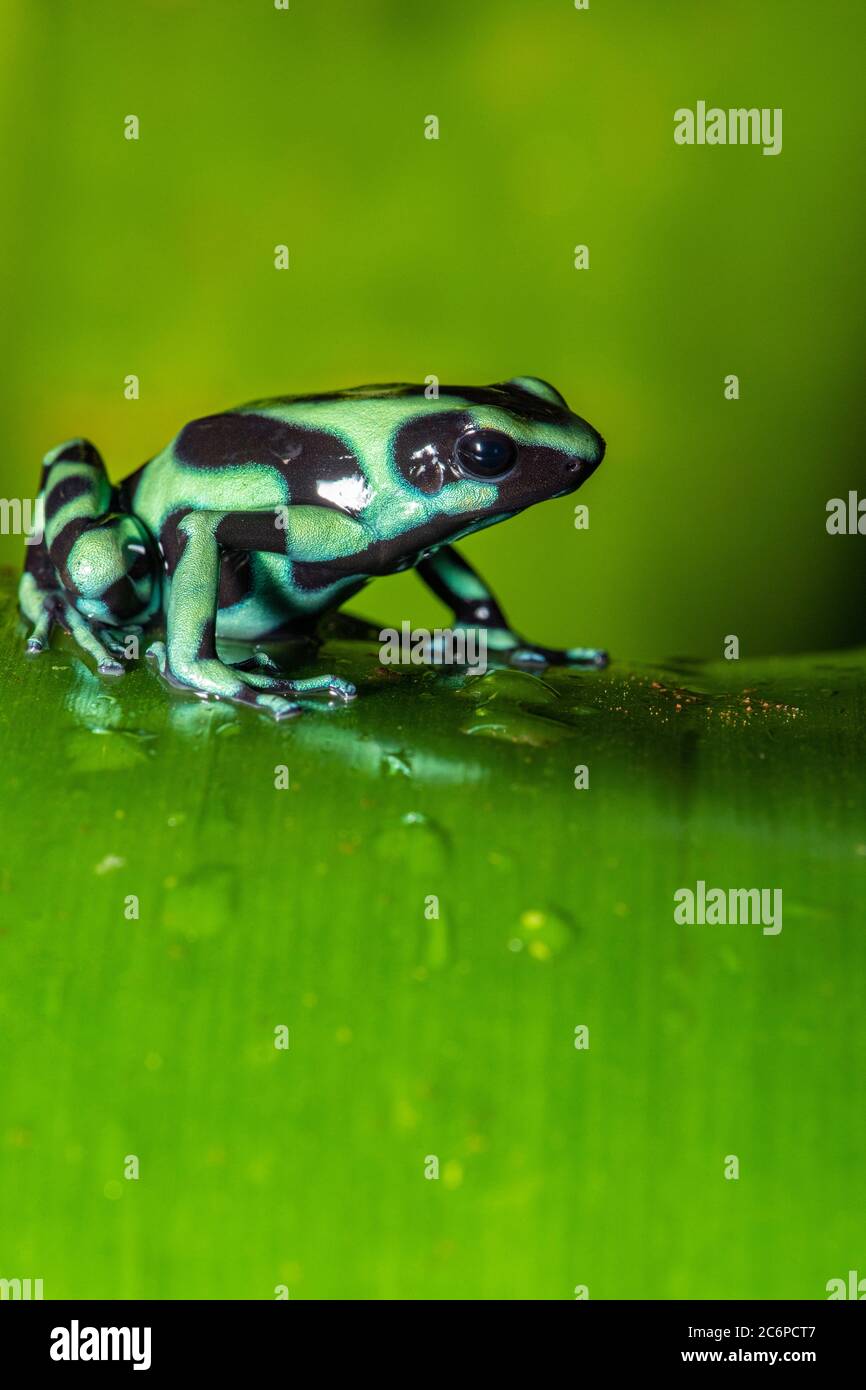 Rana verde y negra de dardo venenoso (Dendrobates auratus), Frogs Heaven, Limón, Costa Rica Foto de stock