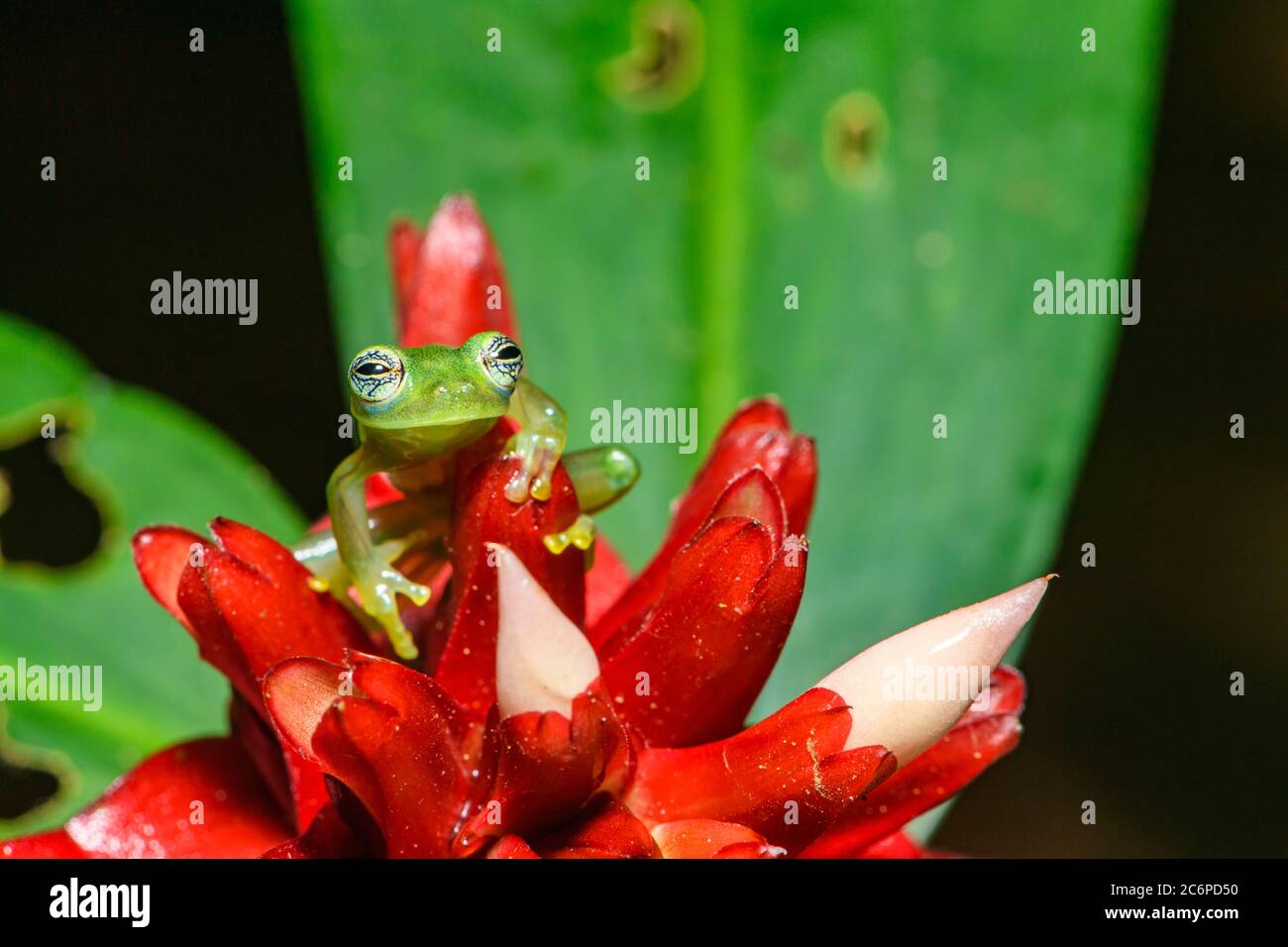 Rana de vidrio espinoso (Teratohyla spinosa, Frogs Heaven, Limón, Costa Rica Foto de stock