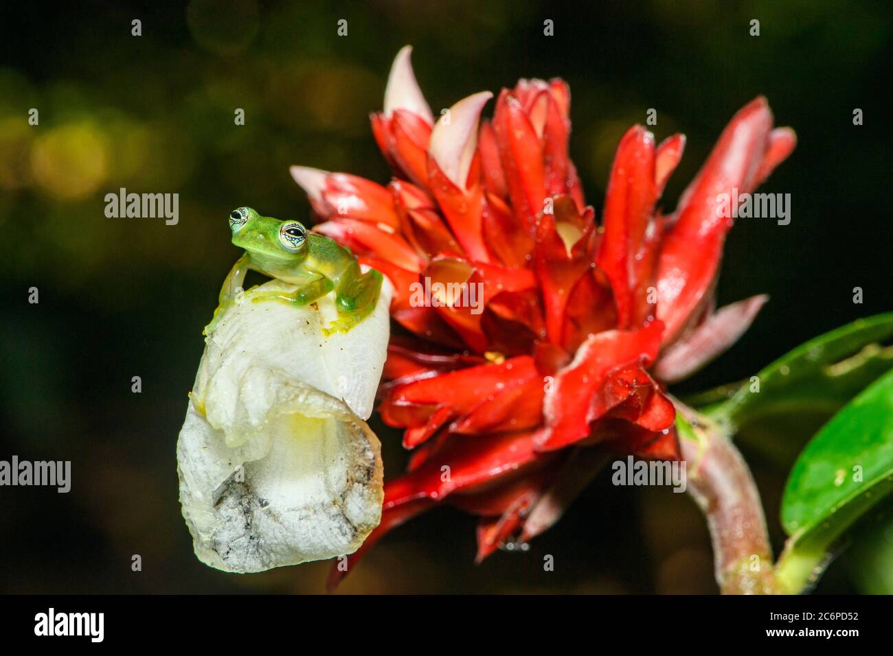 Rana de vidrio espinoso (Teratohyla spinosa, Frogs Heaven, Limón, Costa Rica Foto de stock
