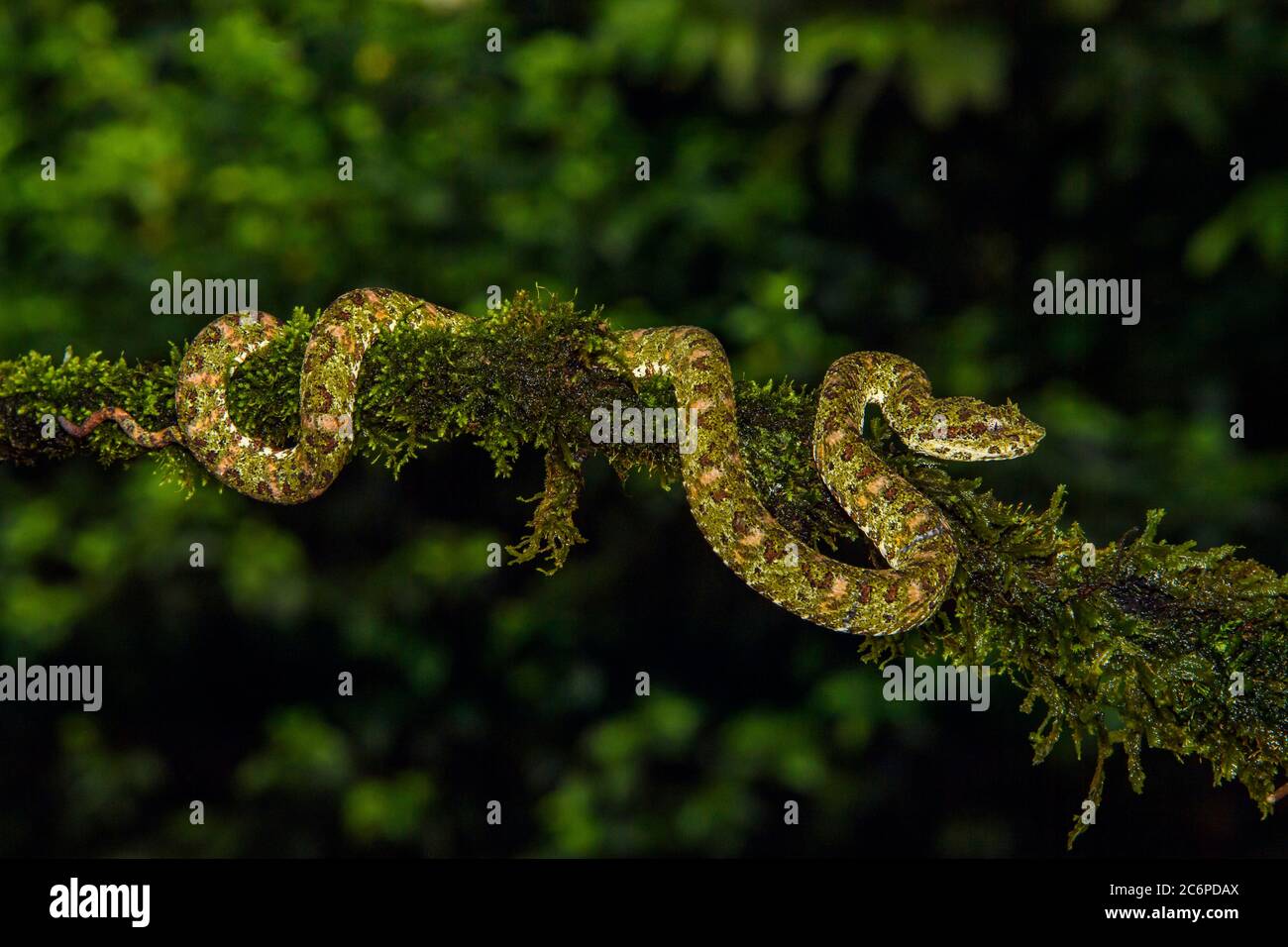 Viper de pestañas (Bothriechis schlegelii), Laguna del lagarto, Alajuela, Costa Rica Foto de stock