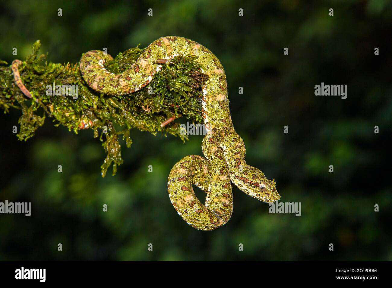 Viper de pestañas (Bothriechis schlegelii), Laguna del lagarto, Alajuela, Costa Rica Foto de stock