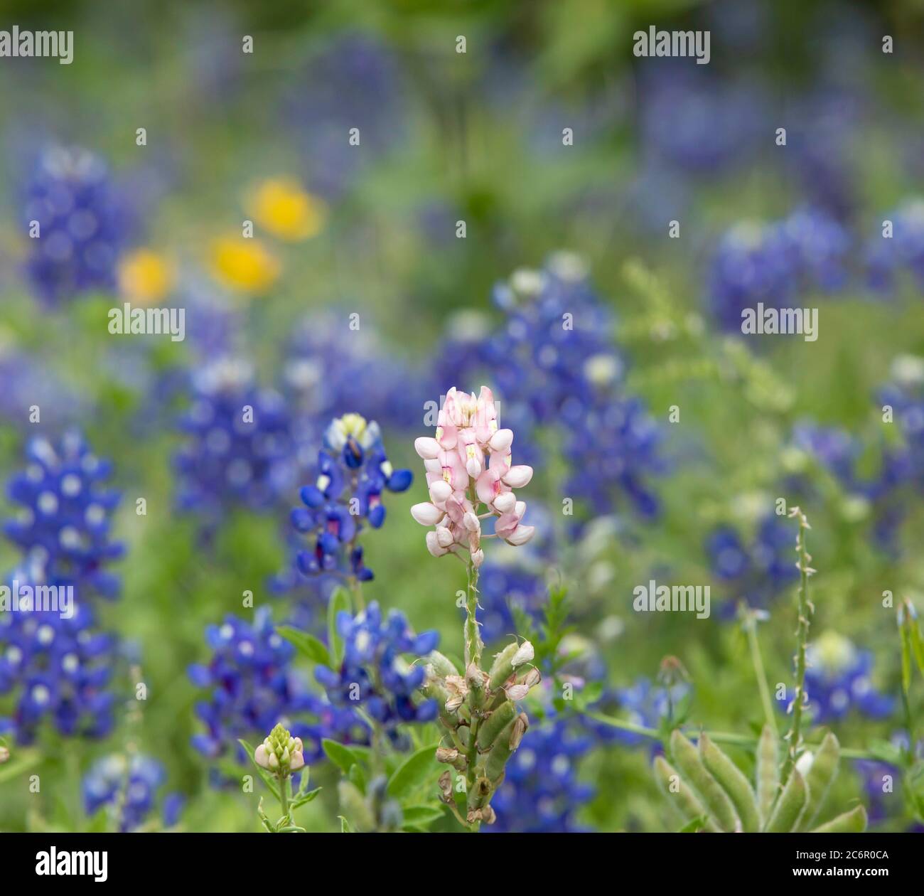 Cerca de una flor silvestre de color rosa de Texas Bluebonnet rodeada