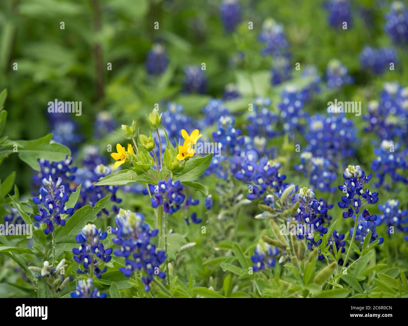 Flores silvestres creciendo juntos fotografías e imágenes de alta