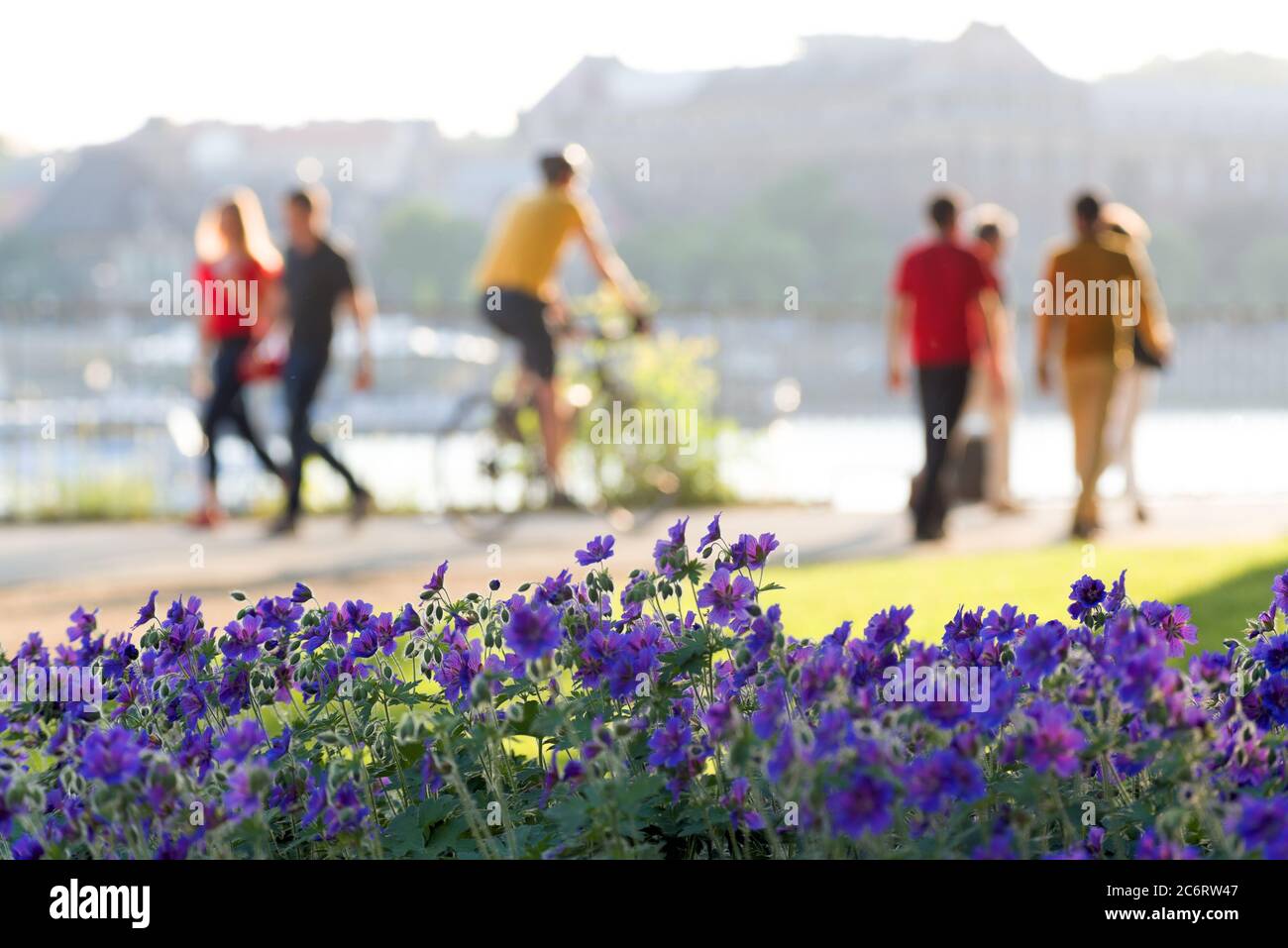 Flores de color púrpura contra gente borrosa caminando y en bicicleta en el parque Foto de stock