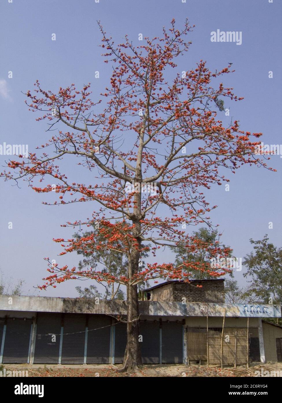 Árbol de algodón de seda: El nombre latino es Bombax Ceiba, y es un árbol  ornamental popular que se encuentra en el este y el sur de Asia. Las  especies de Bombax