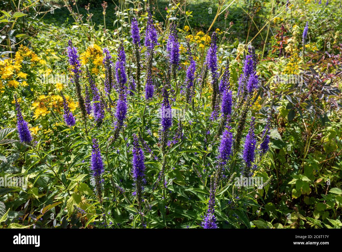 Flores púrpura de Verónica longifolia silvestre, conocida como jardín speedwell o longleaf speedwell Foto de stock